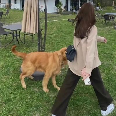 蓝眼睛波利